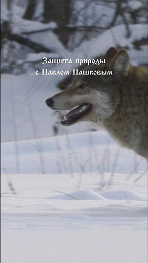 How do wolves survive the frosty winter?