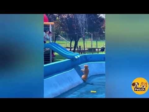 Ultimate Pet Fails Compilation 🐶😂 Try Not to Laugh!