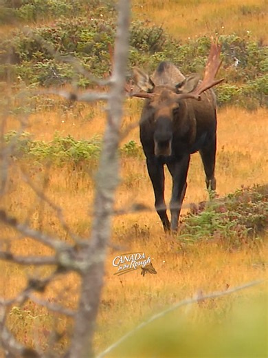 Have you ever had a bull Moose grunting with every step? #hunting #awesome #moosehunting #bullmoose