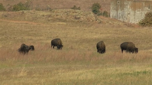 Wednesday is National Bison Day, celebrating Oklahoma’s most iconic animal