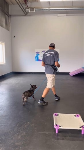 Behind every well-trained dog is a session like this—engagement, structure, and a trainer who knows how to guide the moment. | The Dog Wizard Sarasota