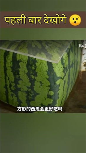 Why are Watermelons Shaped Like This?