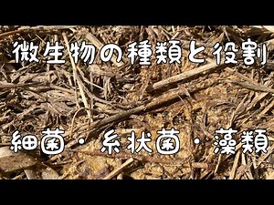 [Explanation of the types and roles of soil microorganisms 🌱 Bacteria, fungi, and algae] *No mulc...