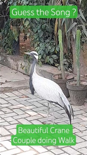 Beautiful Crane Couple doing Walk #duck #birds #duckling #chicken #funny #animals #farm #love #cute