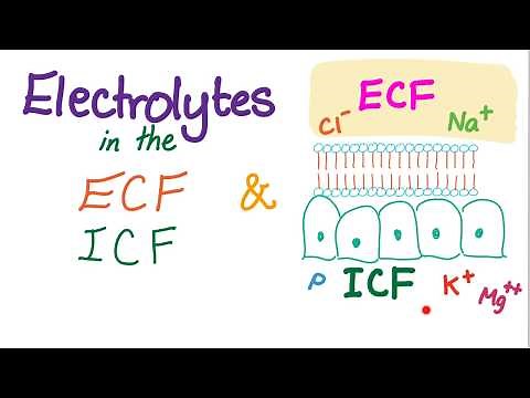 Electrolytes in the ECF and ICF - Sodium, Potassium, Chloride, Calcium, HCO3 - Homeostasis
