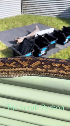 Meet Australia's Largest Python - The Scrub Python