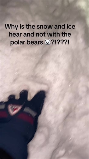 Salvar os ursos polares: a luta contra as mudanças climáticas