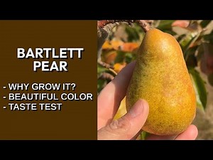 Harvesting Bartlett Pears: The Benefits of Growing Common Fruit at Home