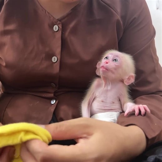 Baby monkey was surprised by Mom making new clothes | baby monkey