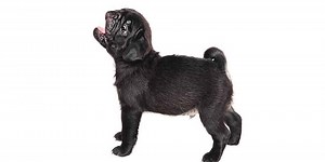 Why Do Pugs Howl? 8 Reasons You Need to Know About