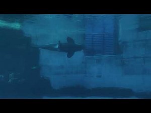 Exploring Nagoya Aquarium 🇯🇵 | Japan’s Marine Paradise