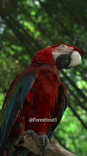 “Amazing Rainforest Birds 🦜 Relaxing Nature Video 4K Ultra HD”