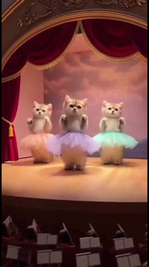 #kittens doing #ballet #kitten #cats #catdance