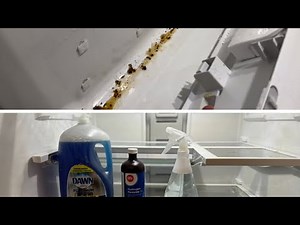 How to Deep Clean Your Refrigerator: A Complete Guide (Cleaning Tips)