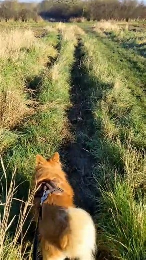 It's National Walking Month and we want to know where your dogs love to go for walkies? 🐶💛 [Video description: A compilation of videos of dogs out on walkies in different places such as the woods, fields and the beach.] | Dogs Trust