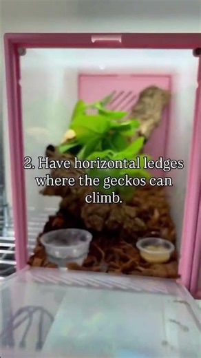 How to set up a crested gecko grow-out enclosure 🦎🌿 ✔️ Plenty of foliage — helps them feel secure,