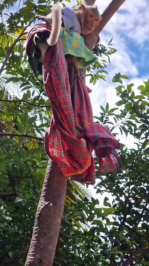 10K views · 152 reactions | Shally want to ride a swing❤️ | YaYa Family | Facebook