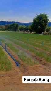 517K views · 7.3K reactions | Best Water Sprinkler system #viralpost2025シ #fypシ゚viralシ #viralreelsシ #viralreelsfb #viralvideoシ #viralreelsfacebook #trendingreels #trendingreelsvideo #fypシ゚ #foryoupageシ #kissan #kisan #khetibadi #kheti #trend #trendingvideo #foryourpage #foryouシ #fyp #agriculture | Punjab Rung | Facebook