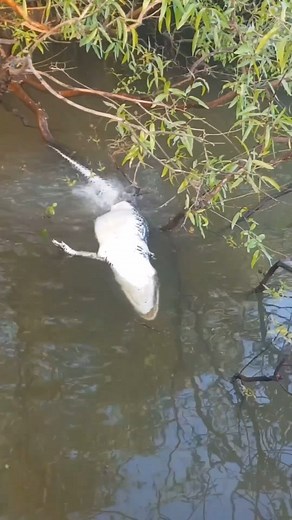 O Pantanal é mesmo um destino de natureza surpreendente, nesse vídeo vemos as piranhas devorando um jacaré #visitbonito Vídeo: @pantanaloficial Apaixone-se 👉🏼 @visitmatogrossodosul Descubra 👉🏼 @visitbodoquena Explore 👉🏼 @visitcorumba (Capital do Pantanal) . . #visitmatogrossodosul #visitpantanalbonito #bonitoms #mtur #visitbrasil #ecoturismo #ecoturism #destinosustentavel #sustentabilidade #travel #instatravel #viagemeturismo #trip #ms #fantrip #matogrossodosul | VisitBonito