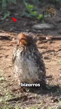 Momentos BIZARROS da Natureza Que Foram Filmados
