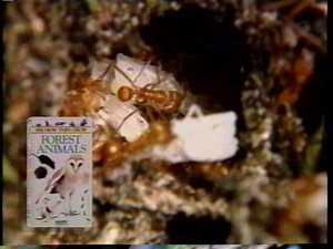 See How They Grow Tree Animals (1996) VHS