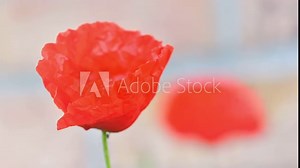 Red poppy (papaver) flower opening and blooming, time lapse