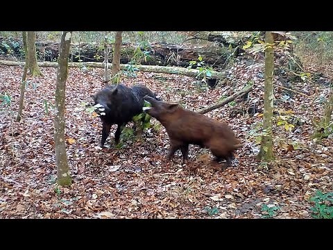 Wild Boar Face-Off With Fighting Distress Calls