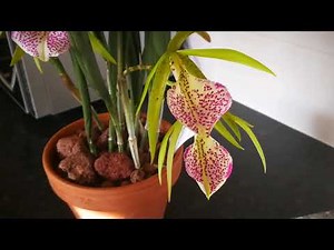 Bc Binosa Wabash Valley - (Brassavola nodosa x Cattleya bicolor)