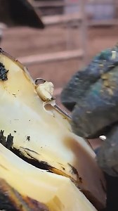 9.9M views · 59K reactions | Tooth well and TRUELY STUCK in this cow's foot! #thehoofgp #cows #hoof #tooth #unusual | The Hoof GP | Facebook
