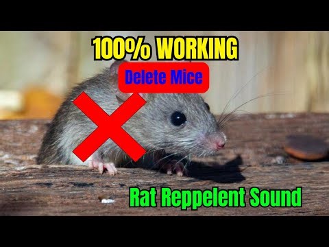 🌟 The Ultimate Natural Repellent! Find Out Why Cricket Sounds Are Replacing Rat Poison Everywhere 💚