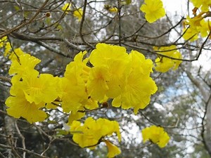 Plant profile: Golden trumpet tree