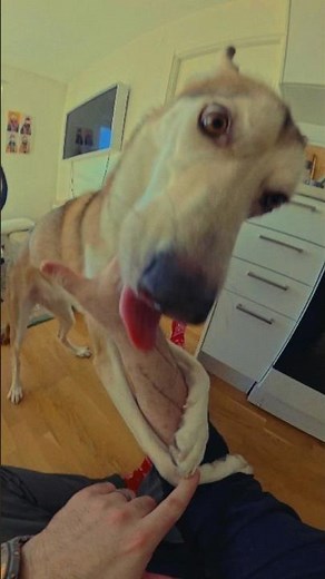 Hund Lekstund 🐕❤️ - Husky Foo i Lekfullt Humör 🐕💨 | Rolig Hund Vlogg på Svenska