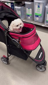 Why oh why did I wait so long to get my own set of wheels??? | A day in the life of Minnie's Little Sister Haley