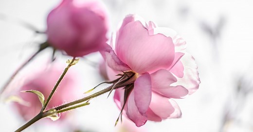 Grasse: The Way of the Rose ~ Raw Materials ~ Fragrantica