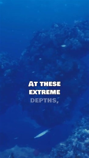 The Dumbo Octopus Lives in the Deepest, Darkest Parts of the Ocean