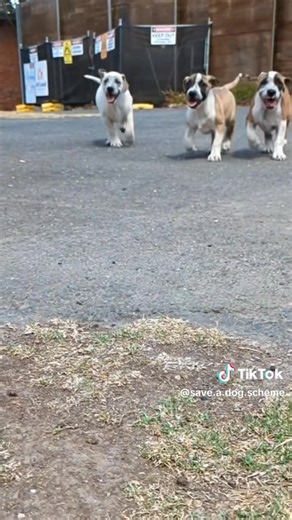 Cindy’s Puppies Are Ready to Start a New Chapter! At 10 weeks old, Cindy’s beautiful pups—Amira, Augustus, Koa, Marcel, Lottie, Ollie, and Marcella—are ready to start a new chapter of their lives in a loving home. These playful, sweet pups have grown up in our care, and now it’s time for them to experience life outside the shelter and with a family who will love them forever. 💖 They’re available for adoption, and you can come meet them at our Glen Iris shelter! However, to apply for adoption, y