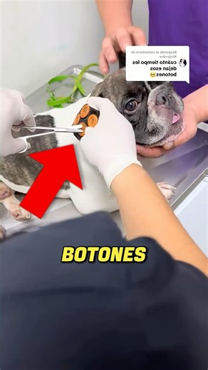 Buttons on a dog? The reason will shock you 😳