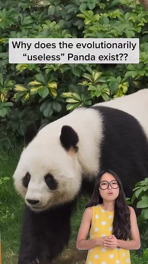 Pandas are so clumsy when the fall they somehow still can miss the ground 🤭 #panda #evolution #bear #bamboo #biogirlmj #wildlifebiology #pandaevolution #justkeepthinking | Just Keep Thinking
