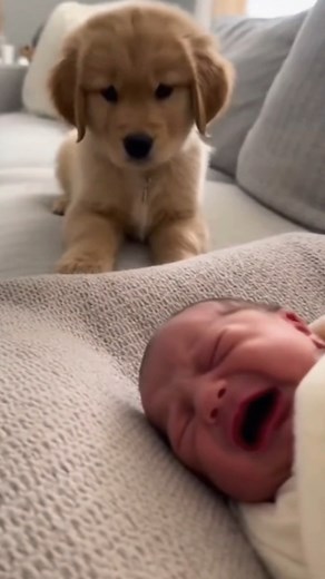 675K views · 8.5K reactions | Baby crying, puppy reacts with big expressive eyes 凉 | Deliciously | Facebook