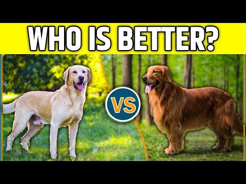 Golden Retriever vs. Labrador: Which Breed Is Right For You?