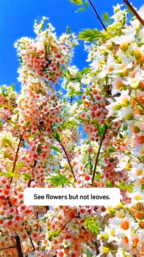 125K views · 884 reactions | This call yellow horn tree | Terra Nursery | Facebook