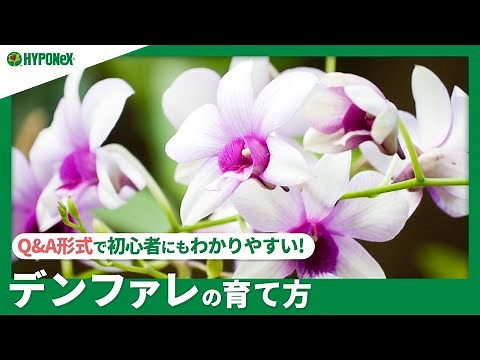 ☘150 :デンファレの育て方｜栽培に適した場所は？キレイな花を咲かせるコツは？水やりや肥料など日々の管理もご紹介 【PlantiaQ&A】植物の情報、育て方をQ&A形式でご紹介