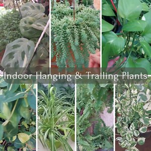 205K views · 4.1K reactions | Best Hanging Indoor Plants to Maximize Vertical Space 華華 #plants #plantbased #plantbased #plantsofinstagram #plantsmakepeoplehappy #plants #plantlover #plantlife #video #art #nature #Amazing #viral #GardenDesign #decoration #HomeDecor #foryoupage #artist #home #foryou #plantas #virals #beauty #beautiful #garden #gardening #gardendesign #gardeninspiration #gardening #garden | Decor & Beauty | Facebook