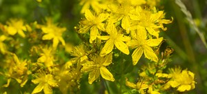 Tips for Pruning a Hypericum | DoItYourself.com