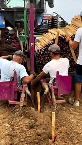 20K views · 8.2K reactions |  Nueva plantación de Cabernet Franc. Los trabajadores utilizan una sembradora mecanizada para clavar cuidadosamente las estacas en el suelo, lo que garantiza una plantación fluida y eficiente. #viralvideos #viralreels #agricultura #naturaleza #campo #cosecha #viñedo #cabernetfranc #plantación | Revista Chacra | Facebook