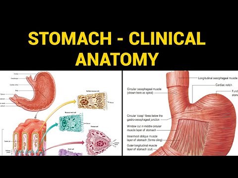 Clinical anatomy stomach