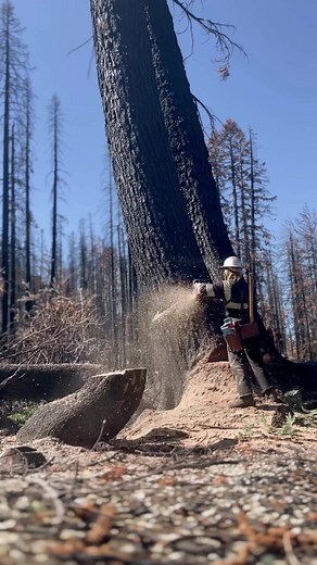 Expert Female Arborist Removing Fire-Damaged Trees Safely | Chainsaw Work