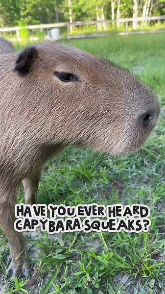 Capybara Sounds (ft. Plane)