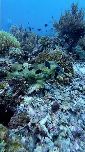 Meet the cutie Porcupine fish#keepdiving#adventuredive#oceanlife#scubadiving#underwaterworld