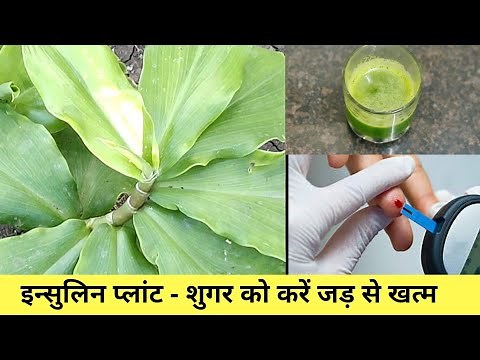 Insulin plant in Hindi | इंसुलिन का पौधा | insulin plant for diabetes | डायबिटीज के लिए रामबाण औषधि